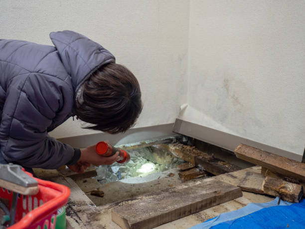 Best Asbestos and Lead Testing During Mold Inspection  in Lone Oak, TN